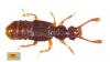 Euplectus nanus